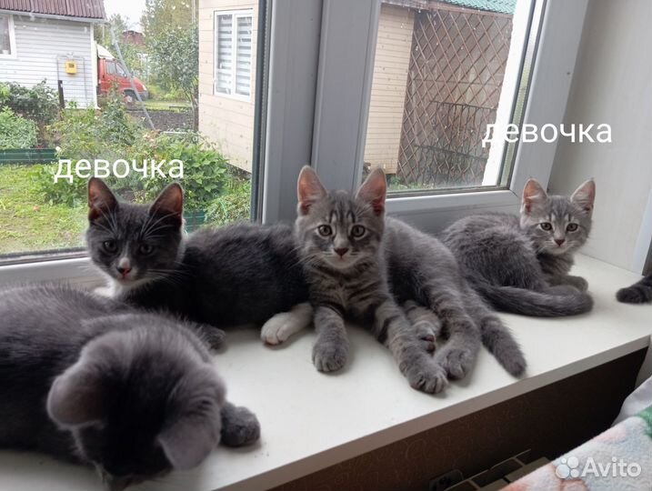 Котята в добрые руки