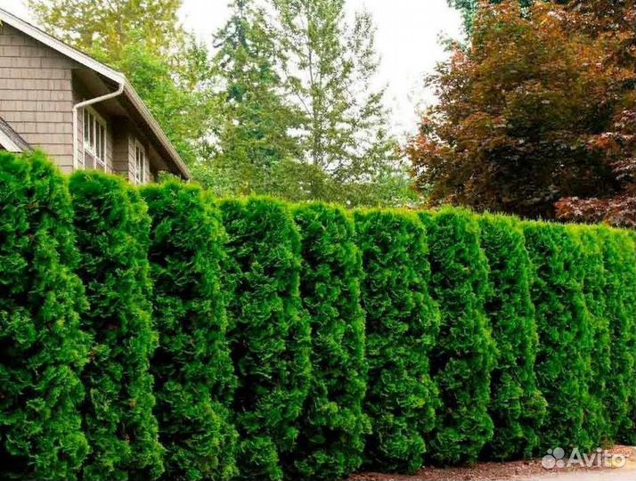 Туя смарагд оптом