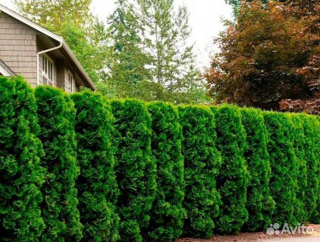 Туя смарагд оптом