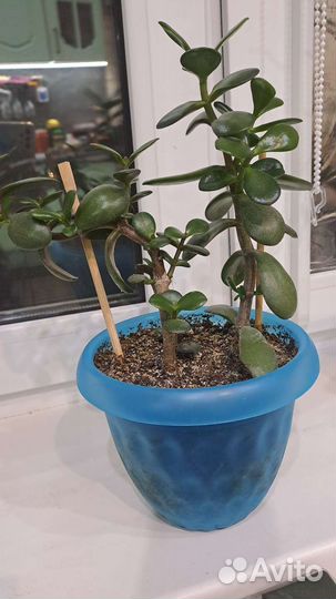 Денежное дерево, толстянка. Отдам