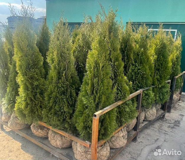 Туя Смарагд в ассортименте