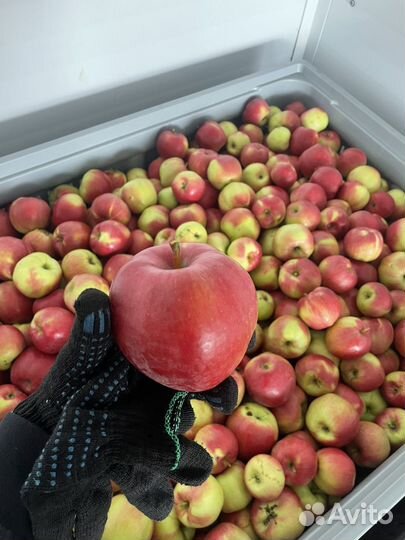 Яблоки