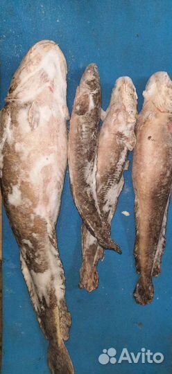 Свежая рыба Налим