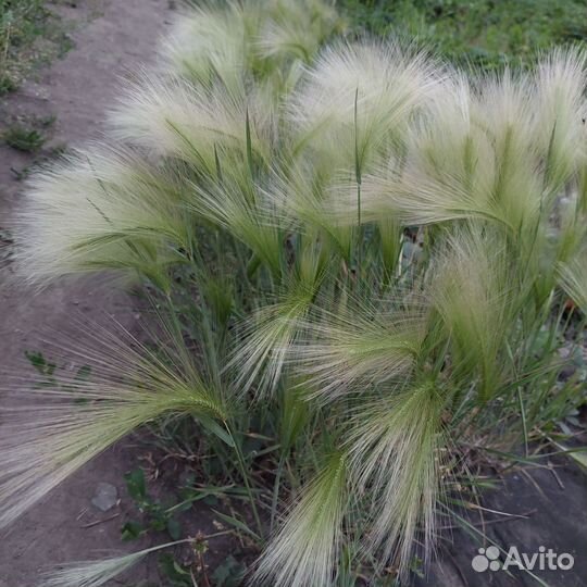 Саженцы ячменя гривастого