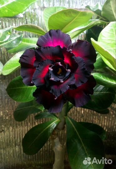 Адениум, прививки, черенки