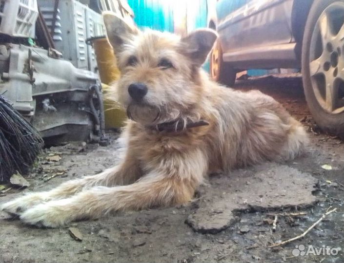 Бородатая стерильная собачка Дуся в хорошие руки