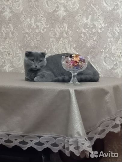 Шотландская вислоухая кот