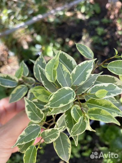 Фикус пестролистный, монстера, замиакулькас