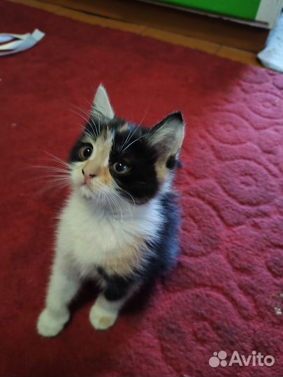 Трехцветная кошка