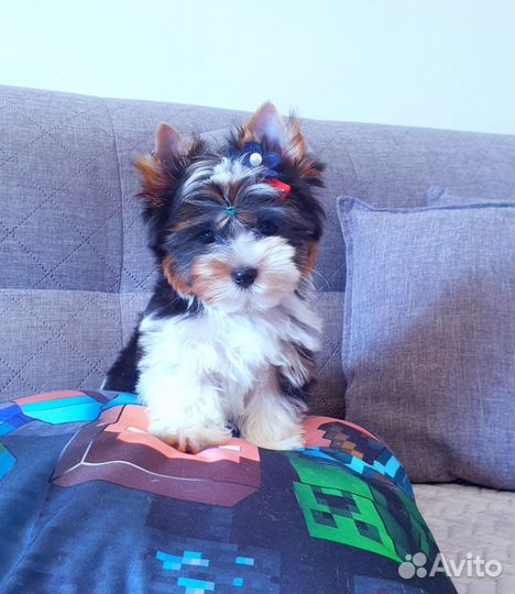 Большой выбор