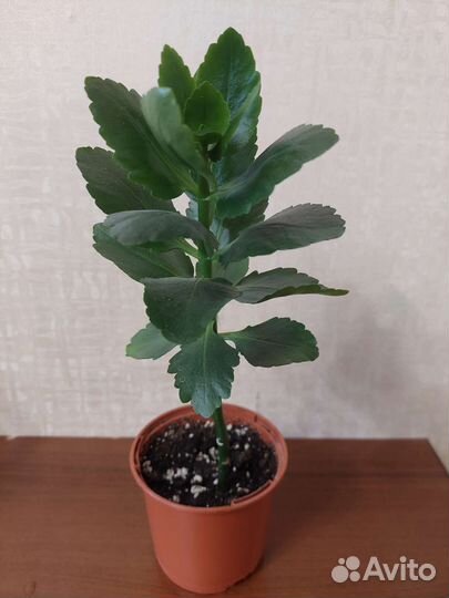 Комнатные цветы (разные)