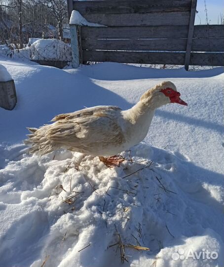 Селезень индоутки