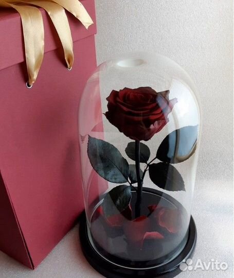 Роза в колбе. Высокое качество