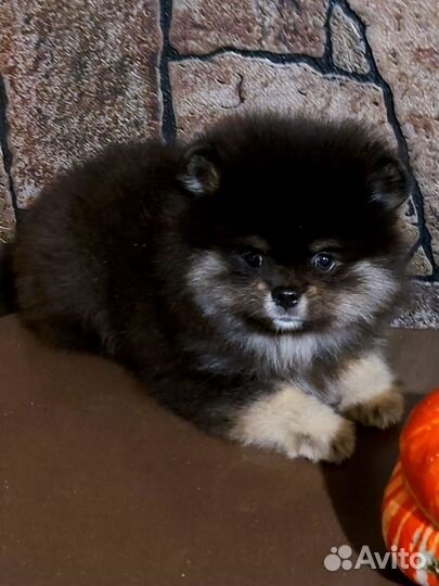 Шпице- мишки