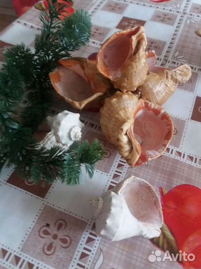 Ракушки для аквариума