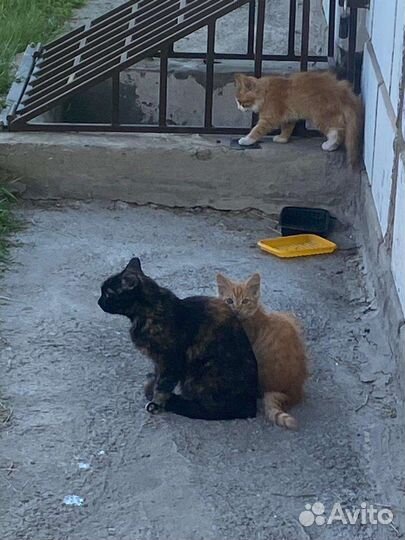 Котята в добрые руки