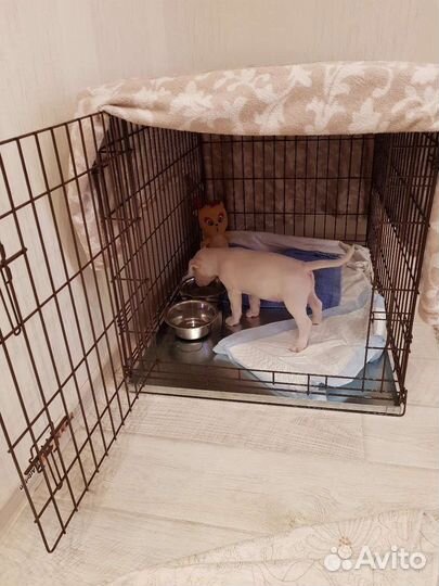 Клетка для собак аренда