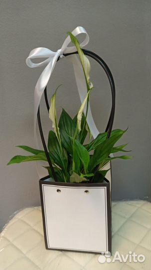 Женское счастье