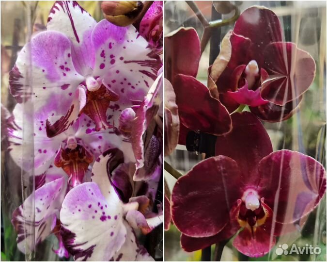 Редкие сортовые цветущие орхидеи фаленопсис