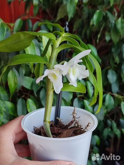 Дендробиум нобиле белый