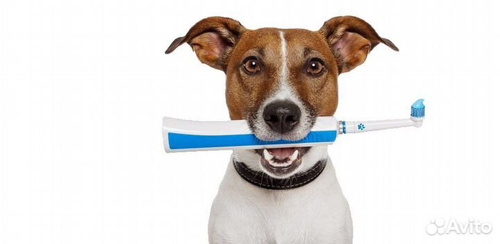 Чистка зубов ултразвуком У собак И кошек