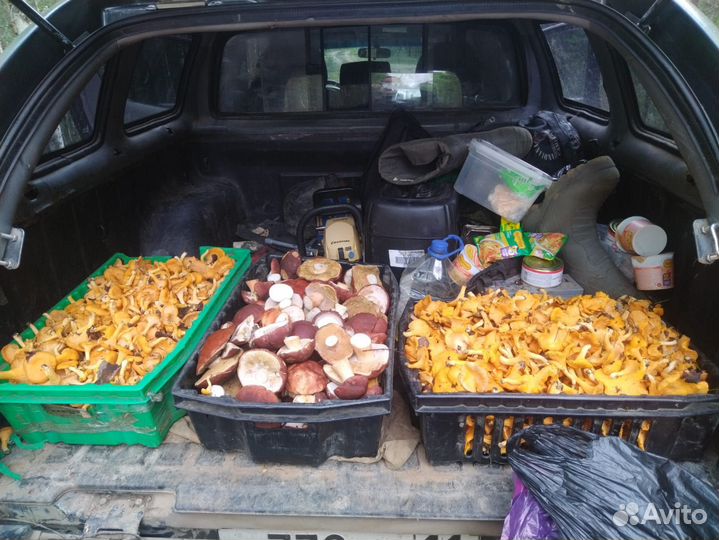 Грибы свежие