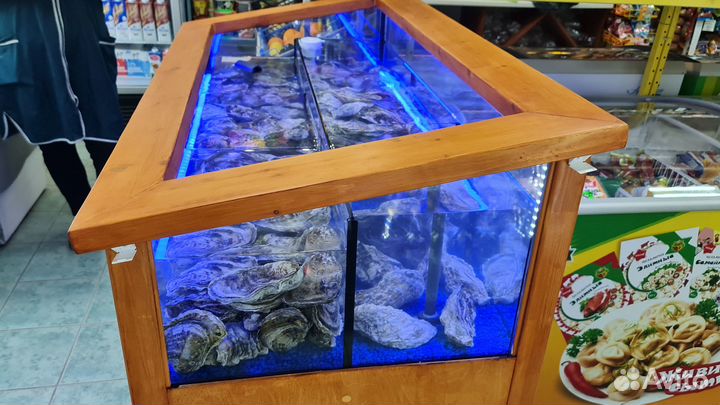 Аквариум для устриц