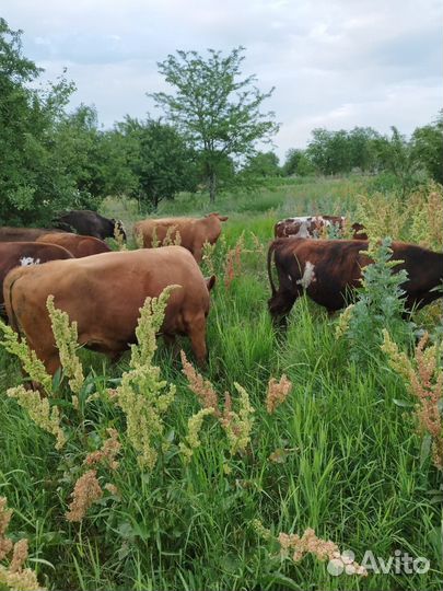 Телята бычки и телки