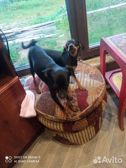 Минитойтерьер