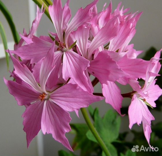 Герань пеларгония звездчатая