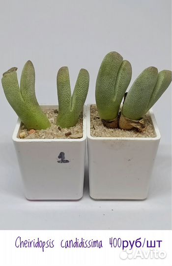 Суккуленты Корея