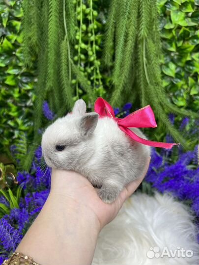 Царские кролики мини(настоящие карлики)