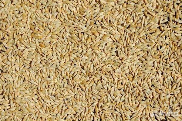 Продам ячмень