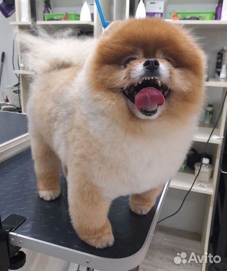 Груминг, стрижка собак. Порода: Мальтезе