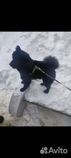Шпиц вязка