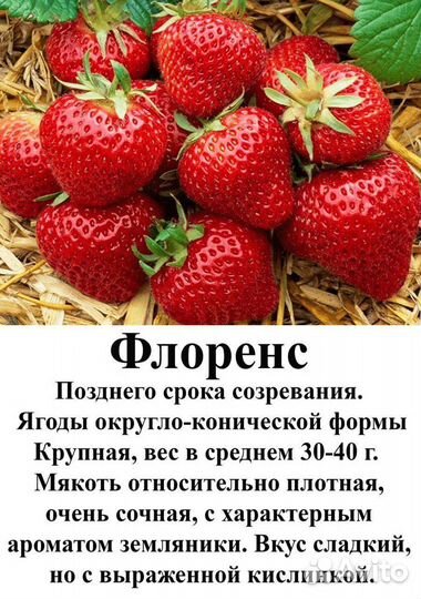 Рассада клубники