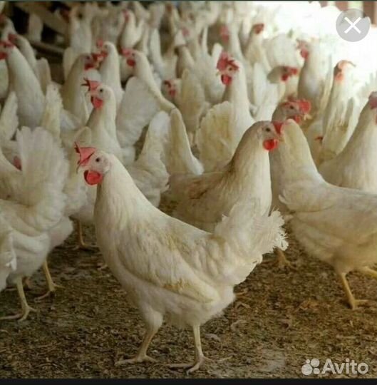 Куры несушки