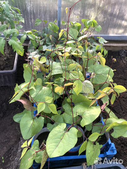 Рассада Долихоса 