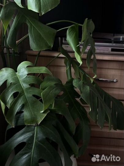 Монстера 1,60м
