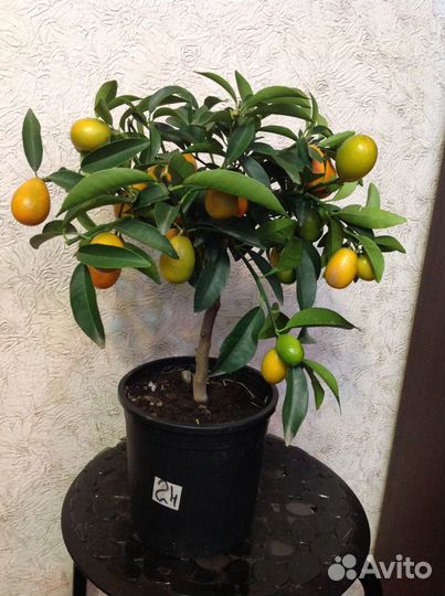 Лимонные деревья с желтыми плодами на штамбе разны