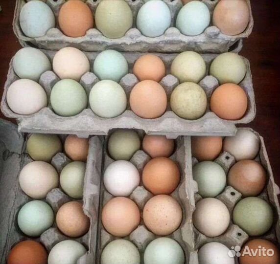 Инкубационное яйцо, разные породы есть