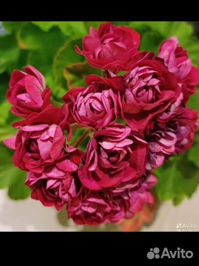 Пеларгония