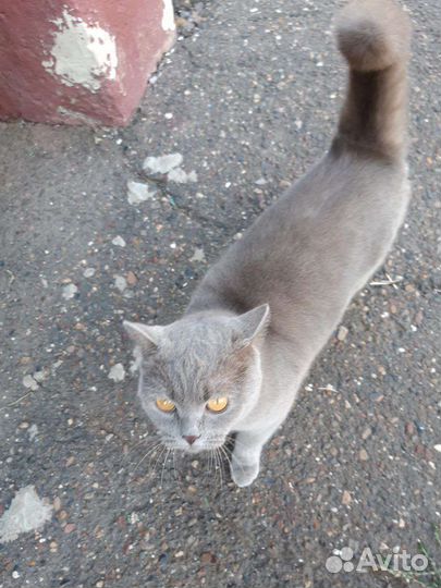 Кошка в добрые руки