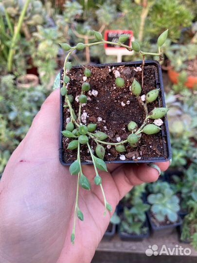 Крестовник роули из суккулентной теплицы