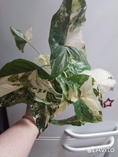 Сингониум imperial вайт