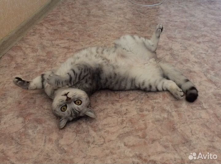 Отдам кота в добрые руки