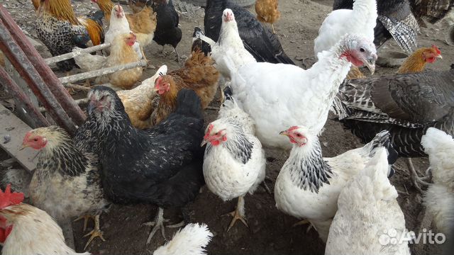 Инкубационное яйцо индюшиное и куриное