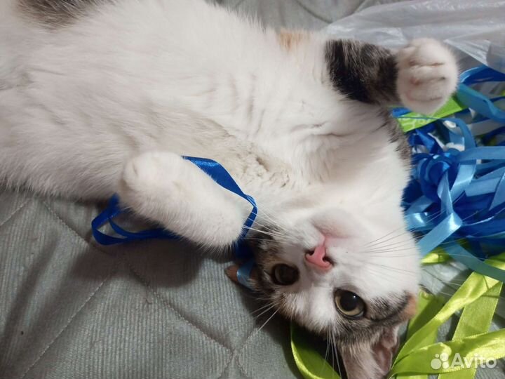 Кошка с самыми красивыми глазками