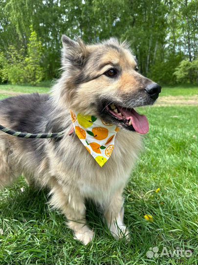 Небольшой пушистик Бароша в добрые руки