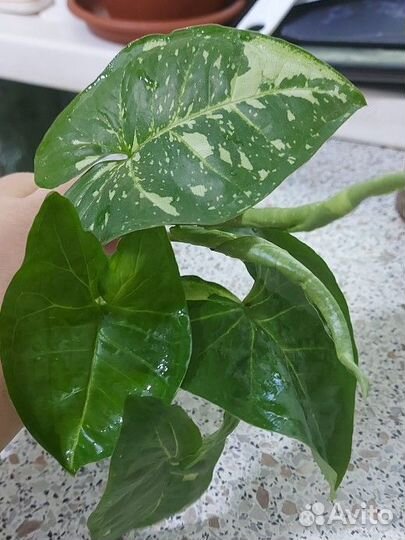 Сингониум Панда